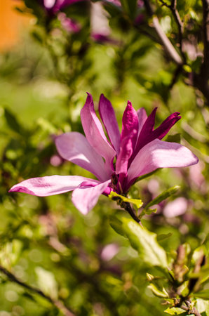 Adorable large magnolia flowers bloom in the open air for spring decorationの写真素材