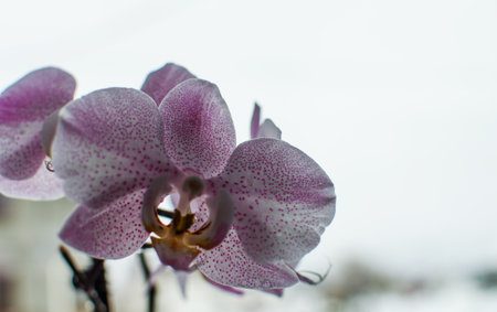 wonderful orchid flowers do not grow in the fresh air on a limited backgroundの写真素材
