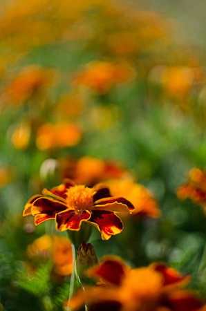 Beautiful marigolds bloom outdoors in summerの写真素材