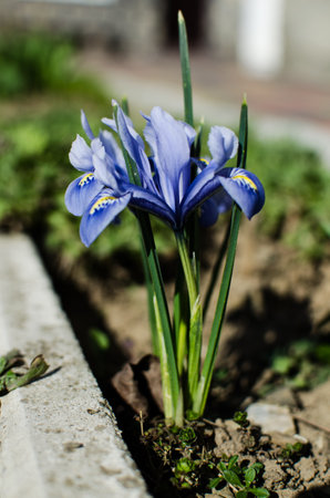 Irises are wonderful flowers to decorate the yard near the gazebo or in the garden in the spring outdoorsの写真素材