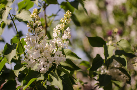 Blooming branch of lilac in the open air blooms in May for a beautiful bouquet of flowersの写真素材