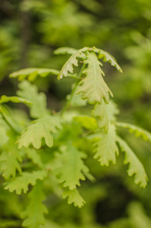 Abstraction growing green leaves on a light backgrodの写真素材