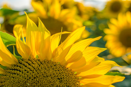 sunflowers grow outdoors in summer on a beautiful sunny dayの写真素材
