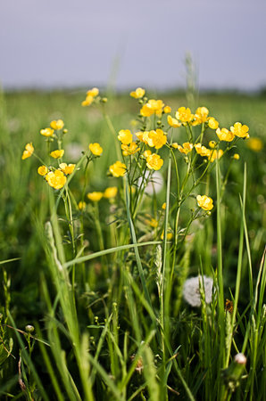 Fresh wildflowers bloom on the field on a beautiful sunny summer day for a bouquetの写真素材