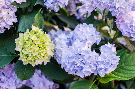 Cute and lovely hydrangea flowers for summer bouquet