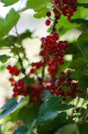 Ripe and juicy currant berries in summer for fresh juice for a good mood