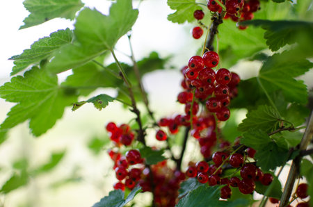 Ripe and juicy currant berries in summer for fresh juice for a good mood