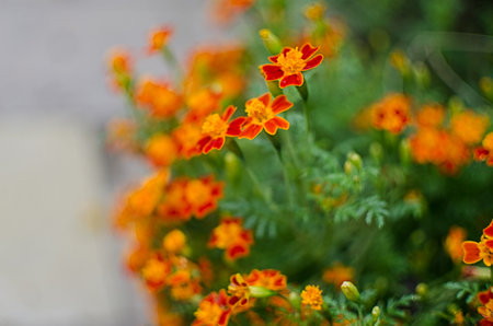 Beautiful marigolds bloom outdoors in summerの写真素材
