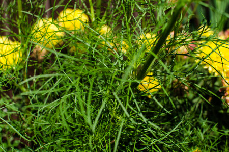 Cosmeia flowers bloom beautifully in flower beds and are a decoration for the garden near the houseの写真素材