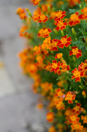 Beautiful marigolds bloom outdoors in summerの写真素材