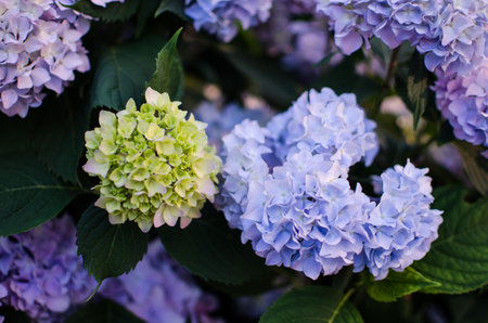 Cute and lovely hydrangea flowers for summer bouquetの写真素材