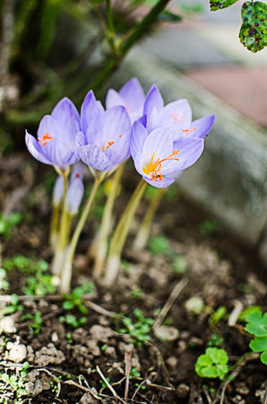 Little first spring flowers in the open air, crocuses bloom on a sunny day