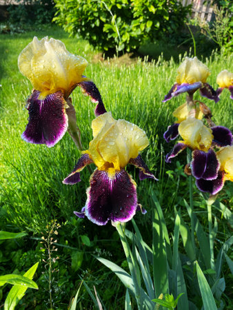 Irises are wonderful flowers to decorate the yard near the gazebo or in the garden in the spring outdoorsの写真素材