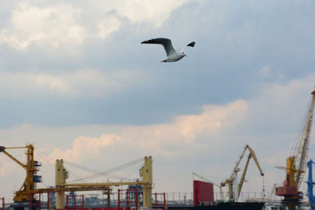 Seagull in the sky above the port