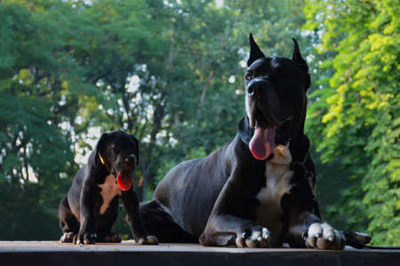 Beautiful Great Dane