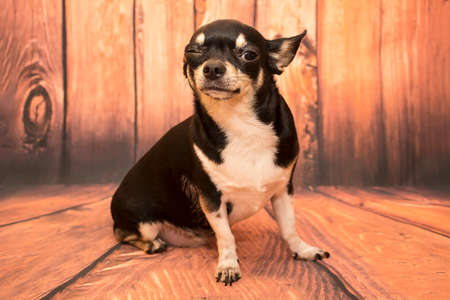 Dog breed Chihuahuaの写真素材