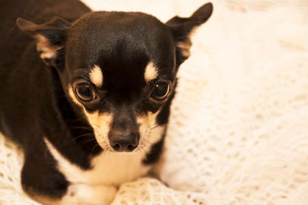 Dog breed Chihuahuaの写真素材