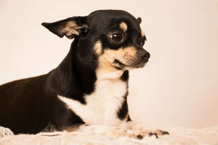 Dog breed Chihuahuaの写真素材