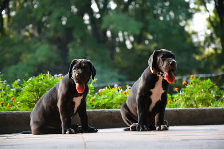 Puppies of the Great Dane walk in the parkの写真素材