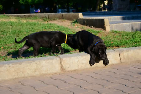 Puppies of the Great Dane walk in the parkの写真素材