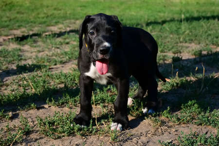 Puppies of the Great Dane walk in the parkの写真素材