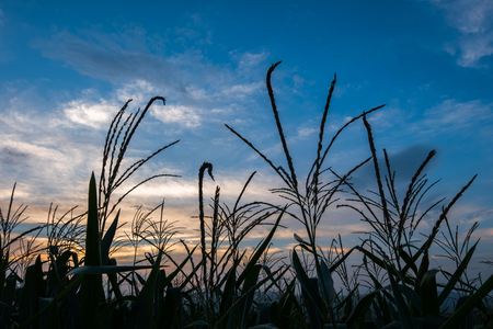 silhouette corn field meadow farm and blue sky in twilight.の写真素材