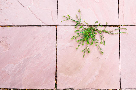 Green plant growing between pink surface concrete floor gap in beautiful shape. hope of life...