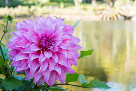 Beautiful pink Dahlia flower blossom, green leaves and blue water. fresh floral natural background.の写真素材