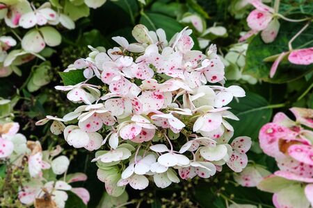 beautiful white with pink dot flower blossom in natural green garden.