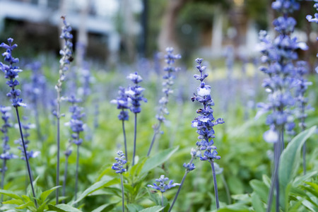 Lavender purple flowers blossom field garden. beautiful natural background.の写真素材