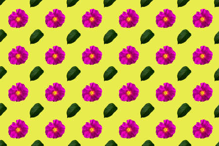 Dogrose and leaf isolated on yellow background