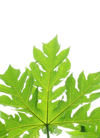  papaya leaf on white background            の写真素材
