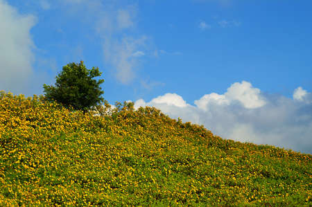 Tung Bua Tong (Mexican sunflower weed valley) in Maehongson, Thailand.の写真素材
