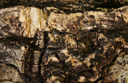    A background of wood             