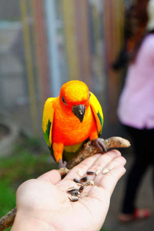     parrots     