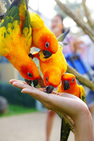   parrots                    