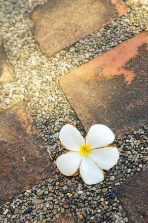          flower         の写真素材