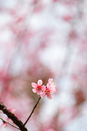 sakura