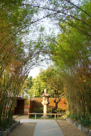 green bamboo forestの写真素材