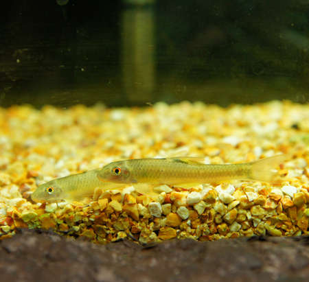 Aquarium fish