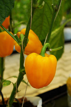             Vegetable 