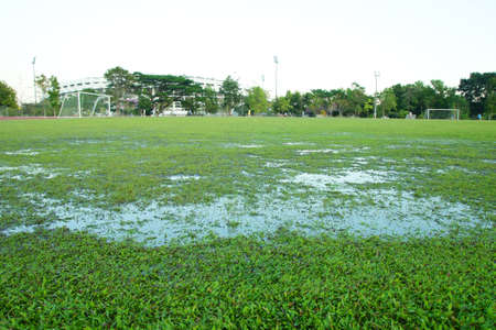 Close-up image of fresh spring green grassのeditorial素材