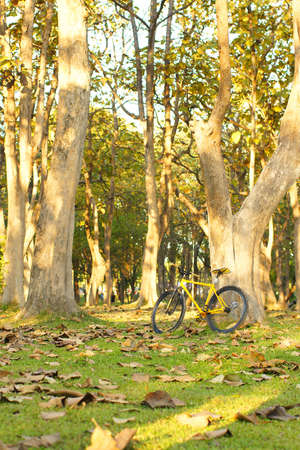 bike lit the rays of bright morning sunlight standing near a trunk large treeの写真素材