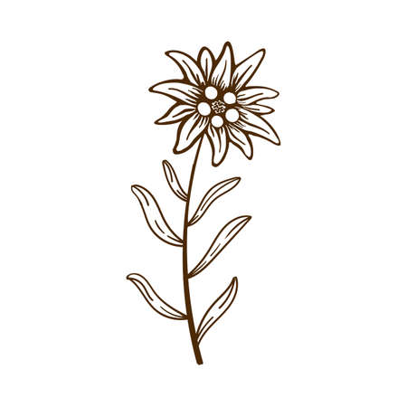 Vector Of Edelweiss Flower Icon Id Royalty Free Image Stocklib