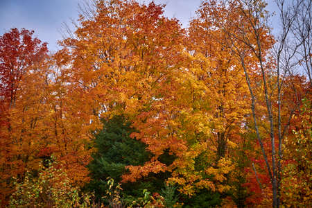Algonquin fall colours Provincial Park Ontarioの写真素材