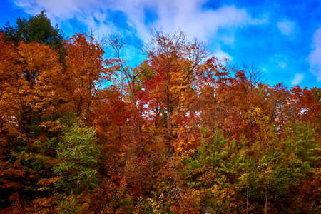 Algonquin fall colours Provincial Park Ontarioの写真素材