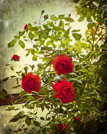 Rambling red roses textured like an old postcardの写真素材