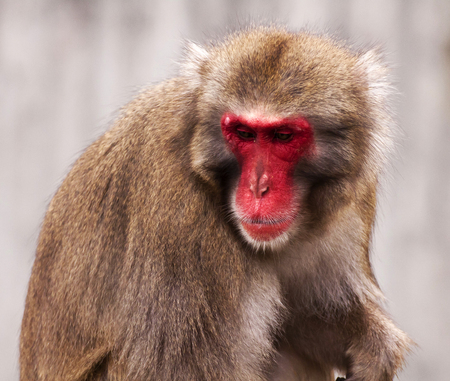Japanese macaque close upの写真素材