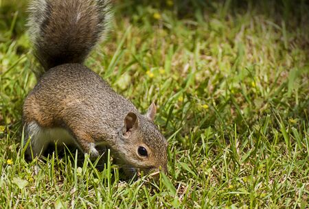 Cute squirrel looking at something interesting among the grassの写真素材