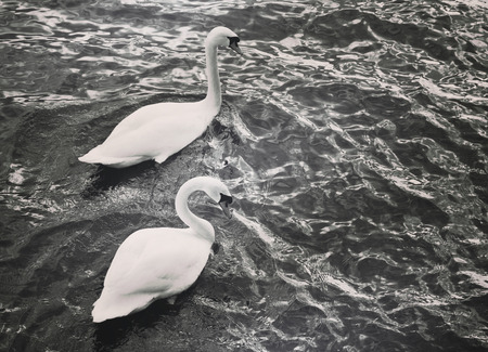 Swan couple on dark sea waters, black and white, の写真素材
